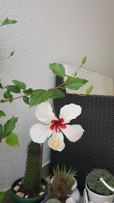Hibiscus Guest House บุดวา ภายนอก รูปภาพ