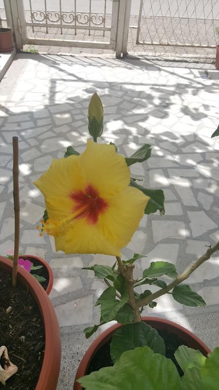 Hibiscus Guest House บุดวา ภายนอก รูปภาพ